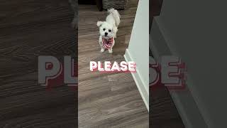 The Step Goal Supervisor #dog #doglife #positivevibes #fitness #peppermintpaper