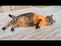 【結婚式当日】早起きすぎてご飯も無視して二度寝しようとする猫が新鮮すぎた笑