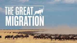 4K- The Great Loop The Epic Migration of the Wildebeest