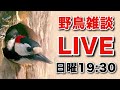 【ライブ配信】野鳥のお話をしましょう No.128
