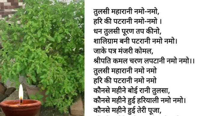 Tulsi Ji Ki Aarti and Tulsi Vivah 2025: Celebrating the Sacred Union of Devotion and Divinity