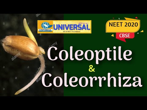 Vidéo: Différence Entre Coléoptile Et Coléorhiza