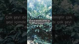 Çok Şeye Göz Yummuşumdur Isözler Şfet Şfetbeniöneçıkar