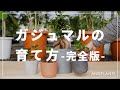 【完全版】ガジュマルの育て方を植物バイヤーが語る|水やり・置き場所・剪定・失敗例を紹介#ガジュマル #観葉植物 #インテリア #剪定