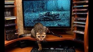 Подборка лучших приколов с котами, их фейлы|прикольные|смешные|топ|час|котики|забавные|длинное видео Подборка лучших приколов с котами, их фейлы|прикольные|смешные|топ|час|котики|забавные|длинное видео