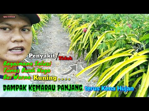 Video: Toleransi Sejuk Breadfruit - Ketahui Tentang Penjagaan Breadfruit Pada Musim Sejuk