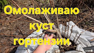 Обрезаю кус Сандей фрайз.Старые ветки вырезаю.