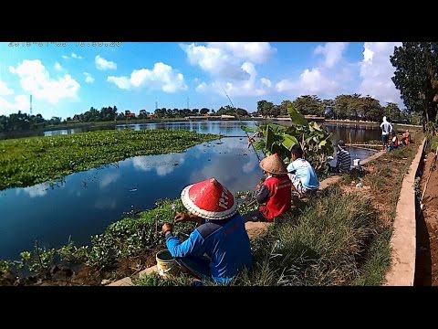 Mancing Di Rawa Hutan Penuh Dengan Predator Ikan Toman Youtube