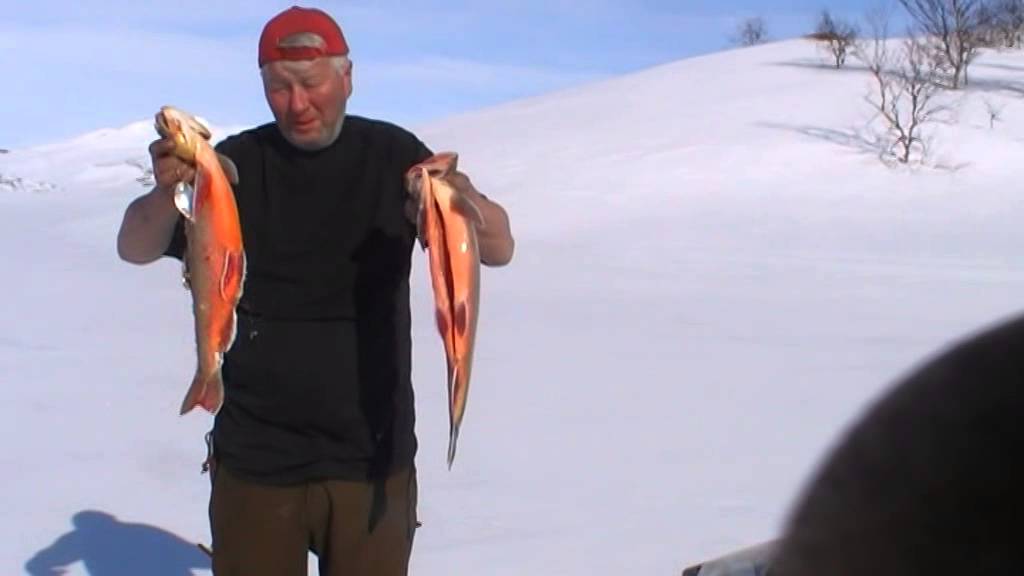 isfiske røye 2,2 og 2,8 kg - YouTube