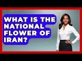 What Is The National Flower Of Iran Understanding Southwest Asia