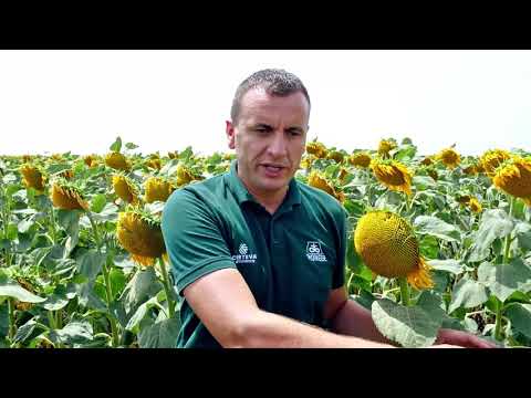 Video: Heliopsis Ili Lažni Suncokret