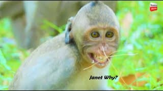 Update Janet! Janet so smart but our baby scare Jade while eating Adorable Janet walks strongly..