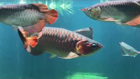 Hồ cá rồng cộng đồng cửu long