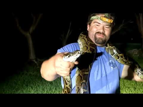 Everglades Night Drive & Python Encounter