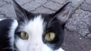 人が来ると喜んでゴロンゴロン転がる野良猫