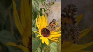 Painted Lady Drinking From Common Sunflower Helianthus Annuus