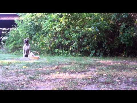 applewoods-dog-training