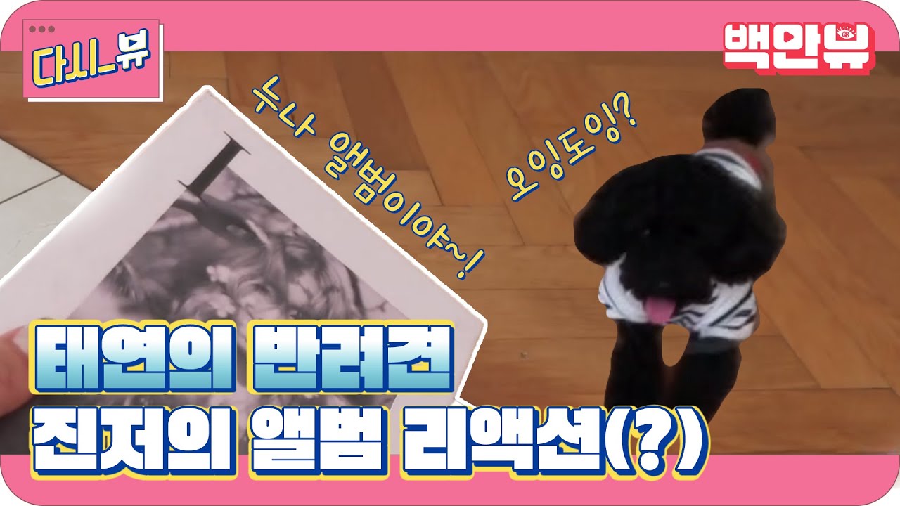 집요정 태연의 수난시대! 블랙푸들 진저, 태연 앨범을 본 그의 반응은!?1 [일상의 탱구캠]