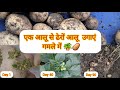 How to grow potatoes in pots at home/एक आलू से ढेरों आलू उगाएं अपने घर में गमले में -पूरी जानकारी
