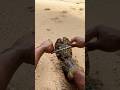 ゾウリエビで草履作る沖縄ターザン #shorts