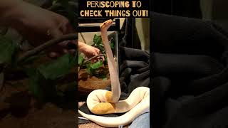 Artemis the ball python periscoping! #ballpython #ballpythons #ballpythonsofinstagram