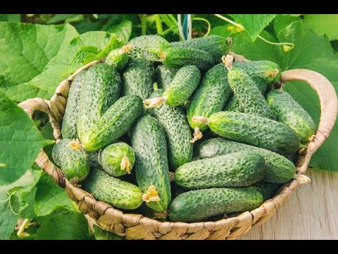 Огірок НІЖИНСЬКИЙ, 1 г (Seedera) — легендарний сорт для найкращого засолювання, видео 1