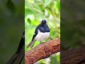Bird close up shot with Apexel 60x Zoom Lens #nature #love #birds