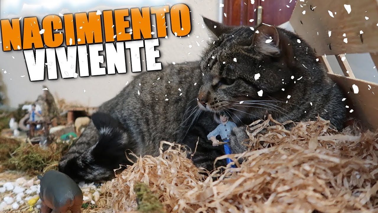 ⁣EL NACIMIENTO VIVIENTE