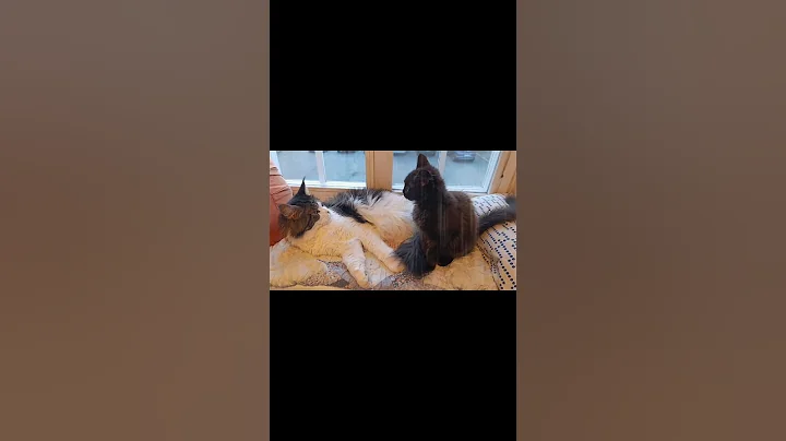 Watch the video about This is how a Big Maine Coon cleans his little kitten step sister! #cat #cats #mainecoon