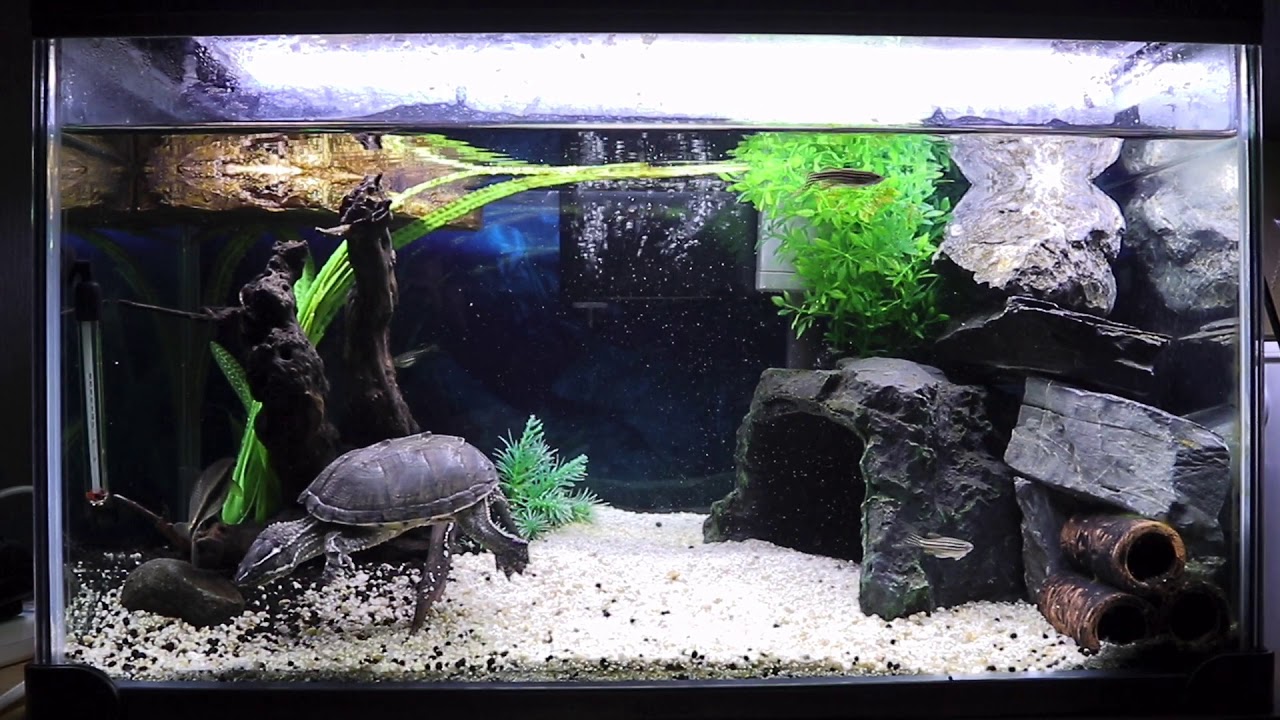 ミシシッピニオイガメ カメと魚が混泳する癒し水槽を10分間撮影しただけの動画 Turtle Aquarium Youtube