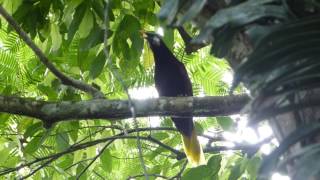 Montezuma's Oropendola call