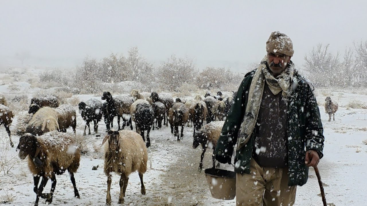 “Stormy Day in the Mountains | How Shepherds Protect Their Animals”