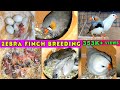 Zebra Finch Breeding (Eggs to Hatching) Full Breed