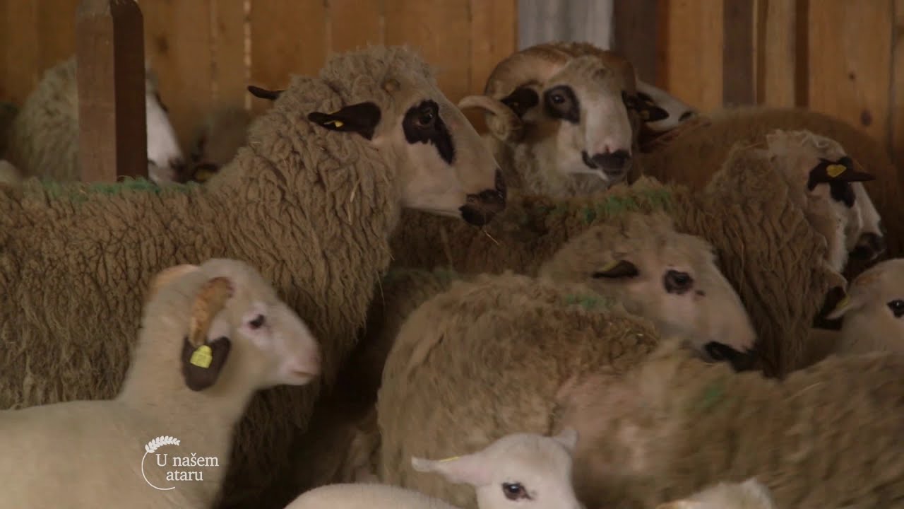 Farma Sjenickih ovaca u selu Jajcic kod Ljiga - U nasem ataru 843