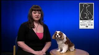 Dog Bite Prevention PSA