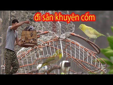 Video Chuyến Đi Săn Chim Vành Khuyên Cốm Đột Biến - Tiện... - youtube