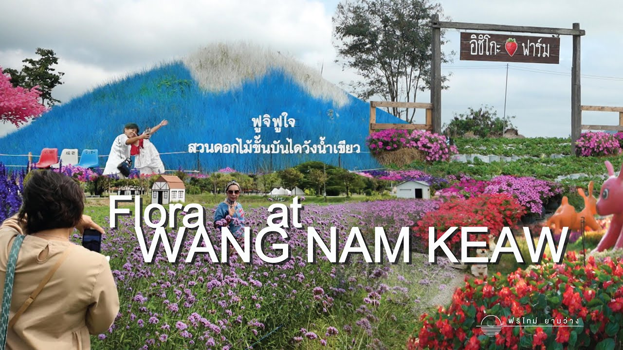 ชมทุ่งดอกไม้วังน้ำเขียว รับลมหนาว