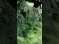 مقطع طبيعة للمونتاج يناسب الستوري
