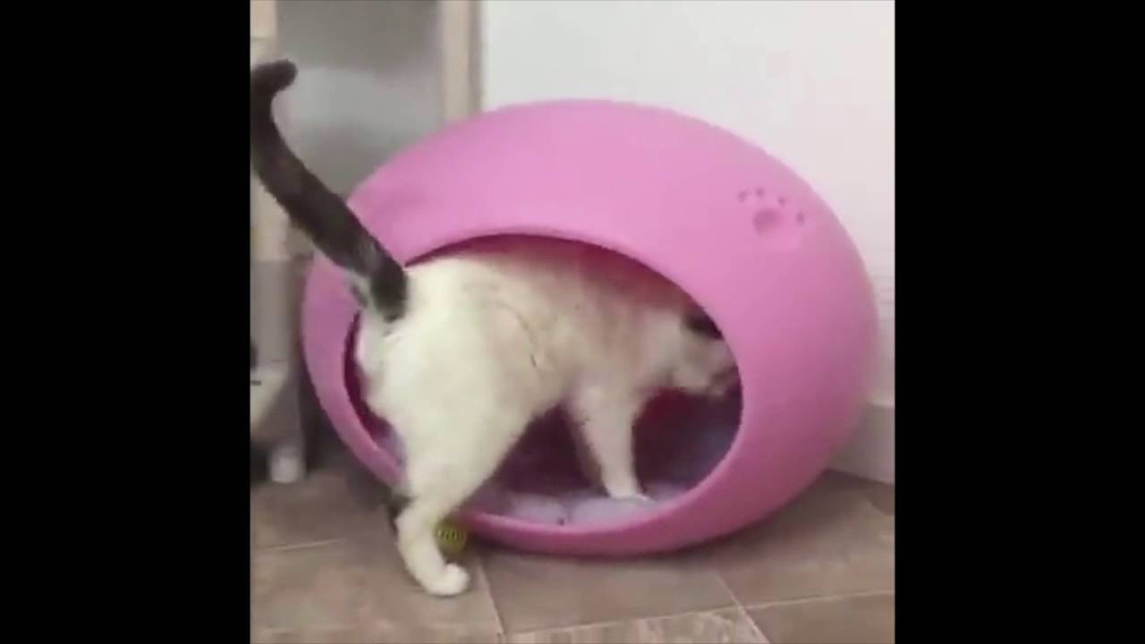 special needs animal rescue Casper Gets hyper!