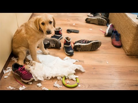 funny-guilty-dog-face-reaction---guilty-dogs-video-compilation-2020
