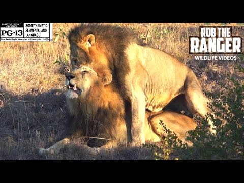 Male Lions Reinforcing Social Bonds | Gay Pride? | African Safari Sighting 