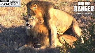 Male Lions Reinforcing Social Bonds Wildlife On Safari