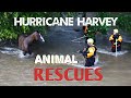 Animals Rescued After Hurricane Harvey | Texas