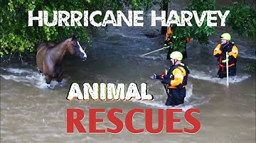 Animals Rescued After Hurricane Harvey | Texas