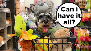 Schnauzer’s FIRST Pet Store Visit (He Goes OVERBOARD!) by Scotty the Schnauzer 2,537 views 1 year ago 5 minutes, 30 seconds