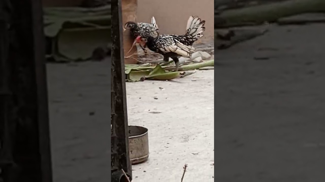 How to take care of your Silver sebright chicks 🐥 | Update 6 | Bird's Aid