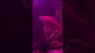 Fish pets #bigmoney #moneymaker #2026 #breakingnews #2026short