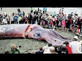 15 Biggest Sea Animals in The World