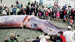 15 Biggest Sea Animals in The World