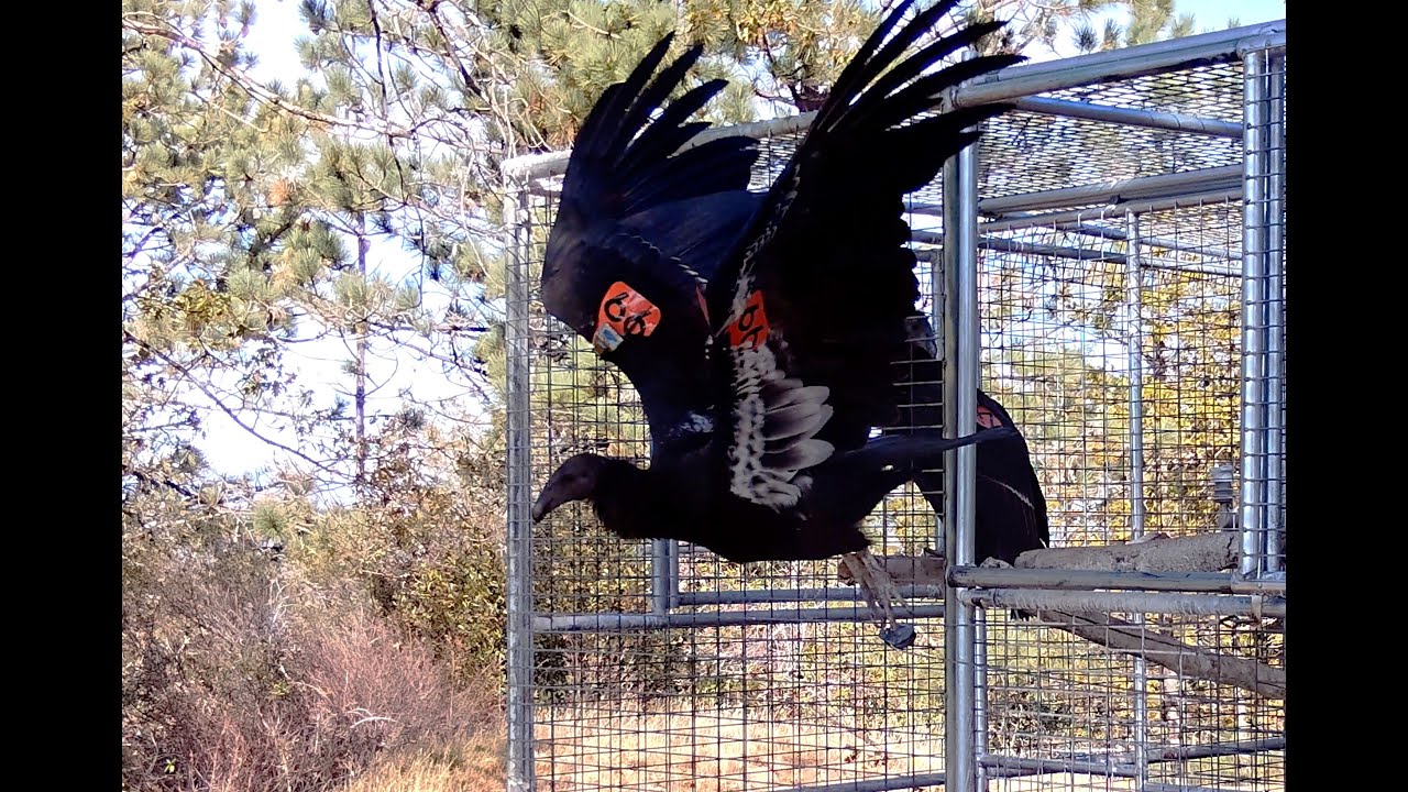 その他 Audubon: California Condor [VHS] California Condor | Audubon's Aviary: The Complete Flock